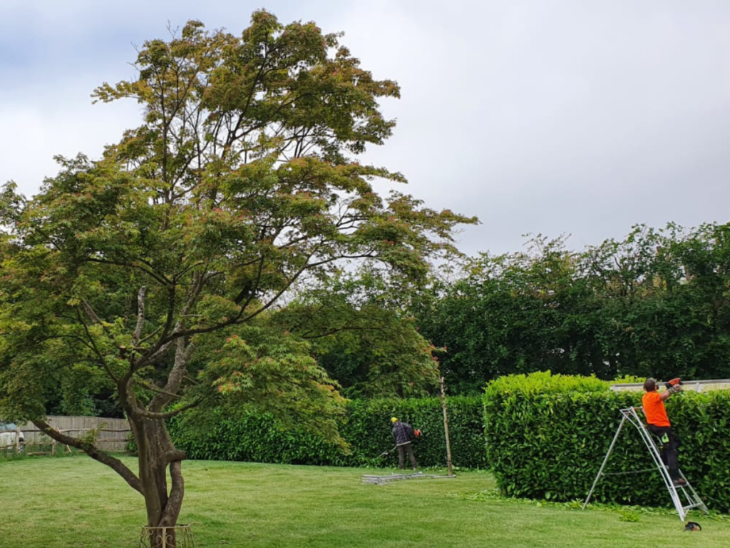 Professional hedge trimming services in Kent and surrounding areas