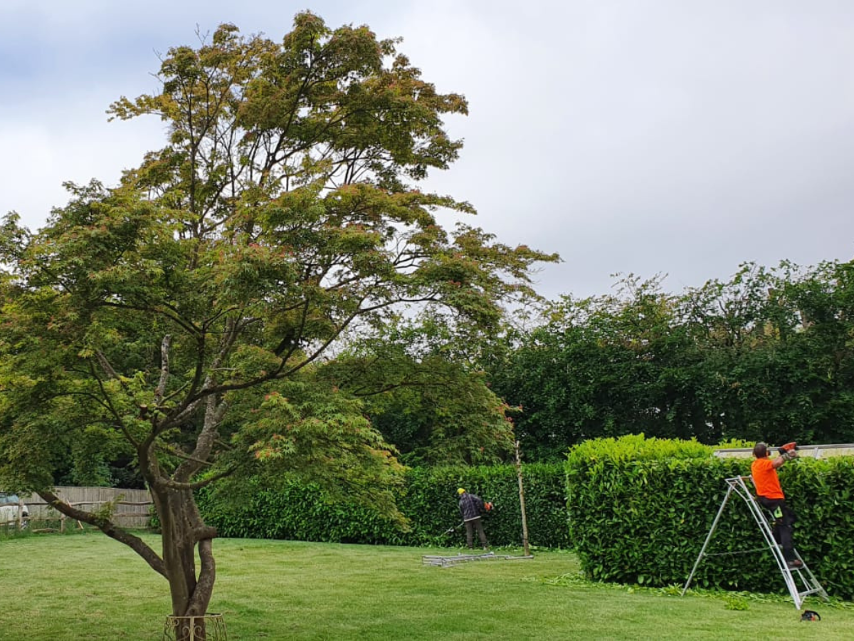 Premier Hedge Trimming Services in Kent and Surrounding Areas