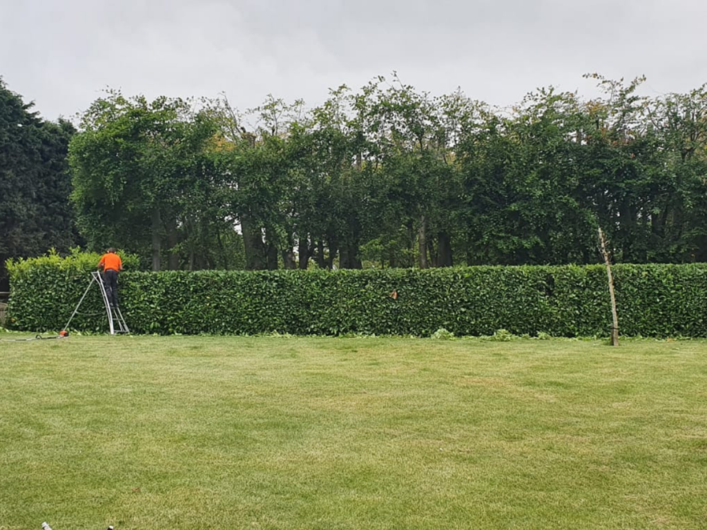 Professional hedge trimming services in Kent and surrounding areas