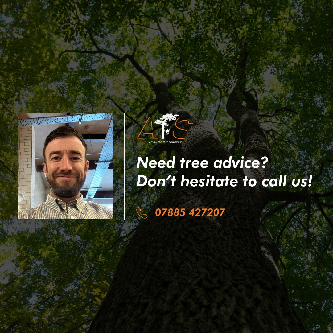 Sutton Valence seasoned logs & garden upkeep | Top tree removal, hedge cutting, and tree milling. Langley tree services | Skilled in tree surgery, hedge trimming, and seasoned log sales. Boughton Monchelsea tree felling & stump grinding | Comprehensive tree cutting and garden maintenance.